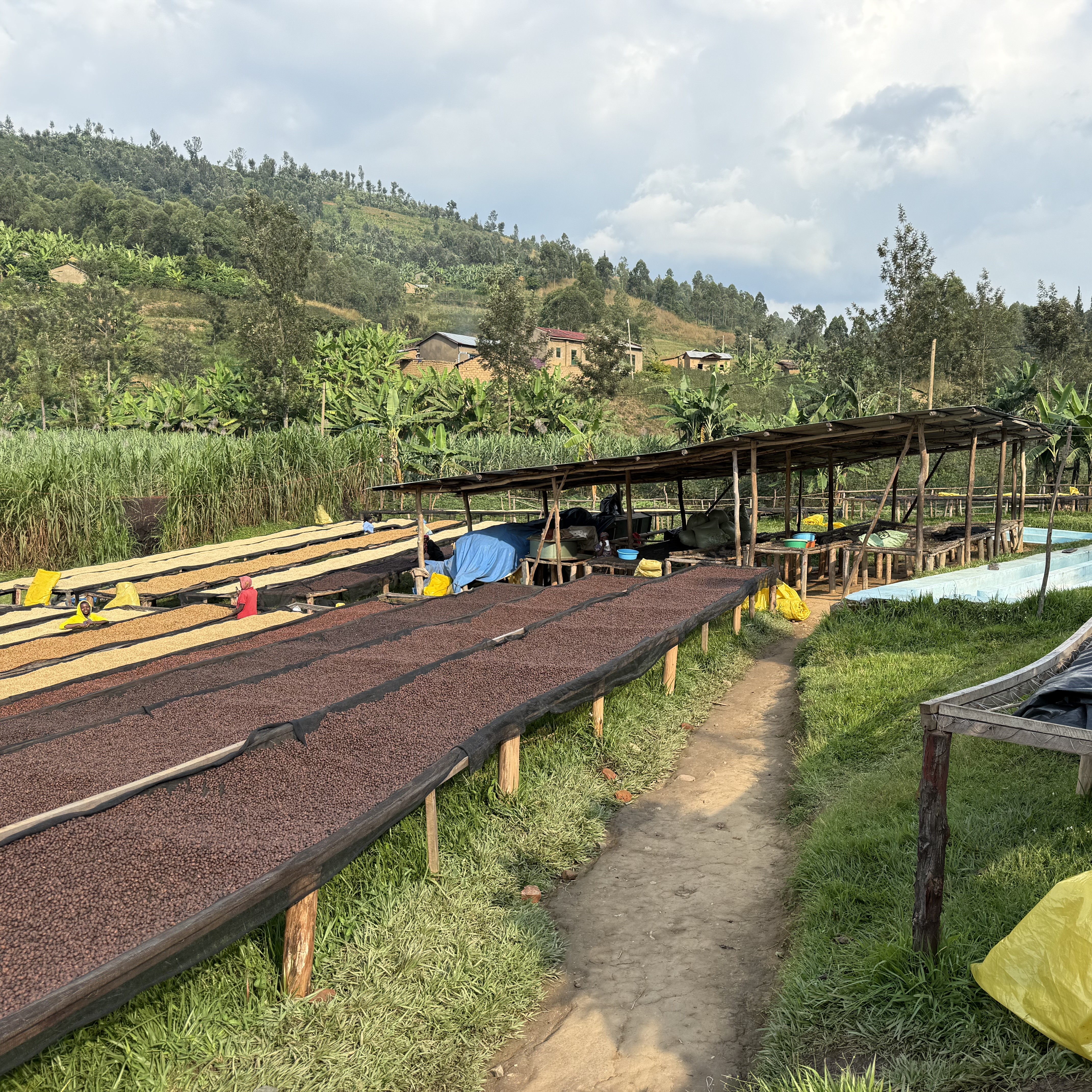 Rwanda Rugali Natural(24/25年クロップ) | ORIGIN COUNTRIES for
